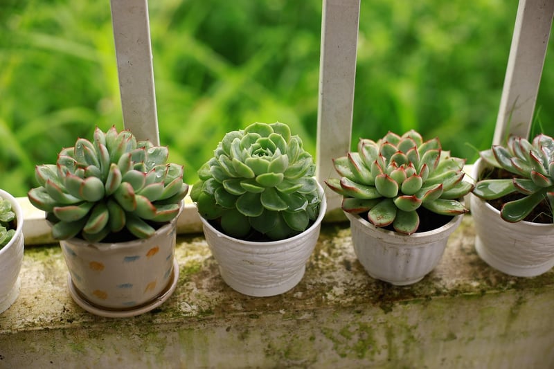 Plant-themed Pottery
