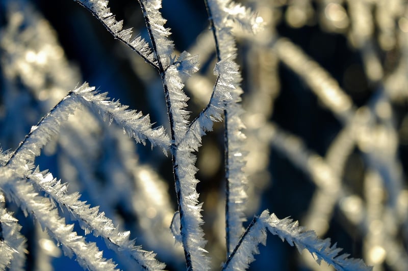 Twig Sculptures