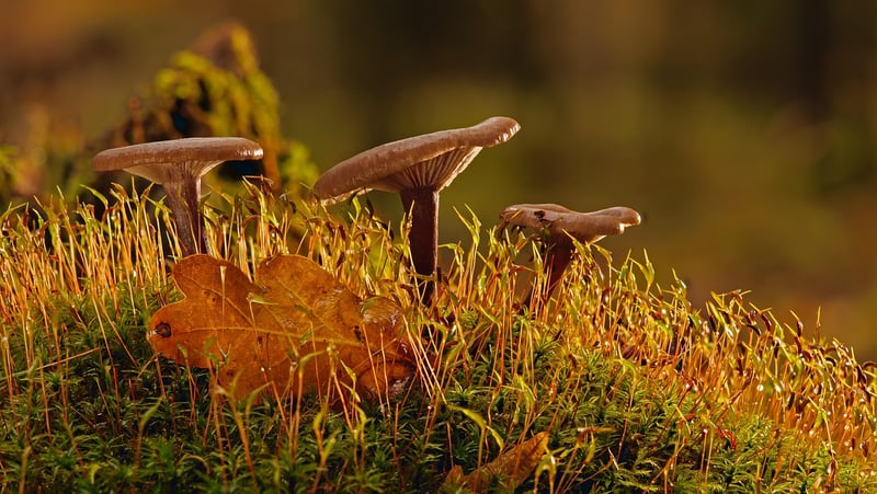 Moss Art Close-Up